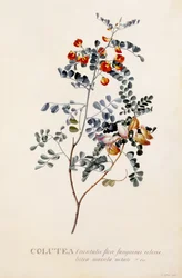 Colutea